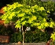 Klon Shirasawy (Acer shirasawanum) Aureum